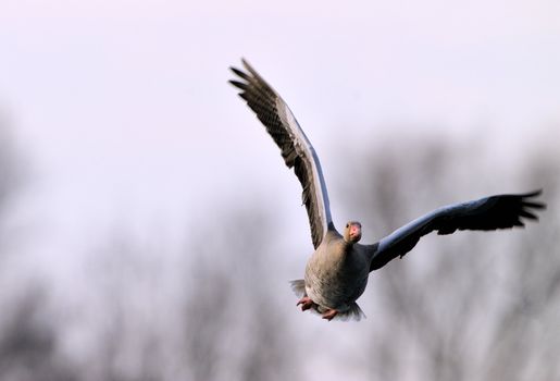 A startled graylag goose.