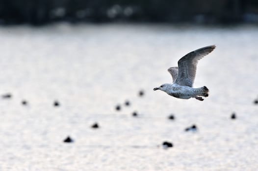 Seagull gliding over the lake. Ducks in the background.