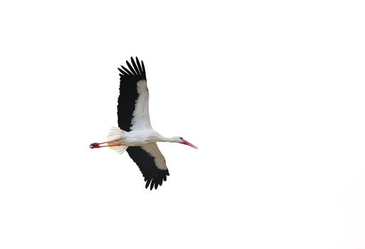 An isolated stork in flight showing his wings.