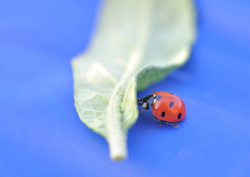 Close-up of a ladybeetle pushing a leaf.