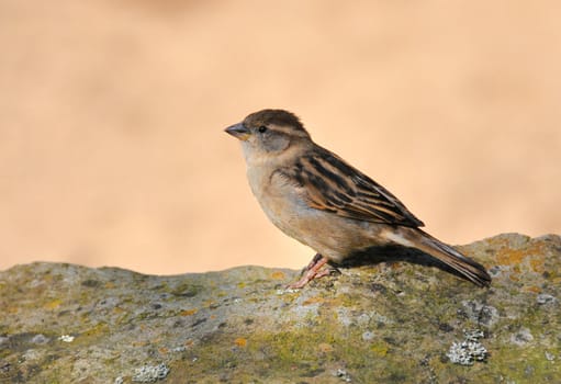 Sparrow sitting on a rock in the profile.