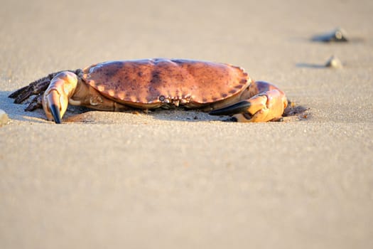 A crab on a danish beach.