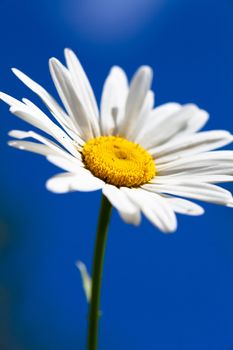 Macro view of single camomile over sky background