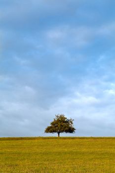 one lonely tree on the horizon over sky at early morning