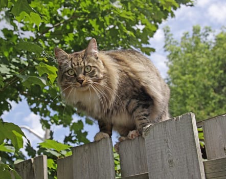 A domestic cat posing on top of a fence.
