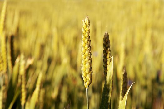 wheat on the field in summer