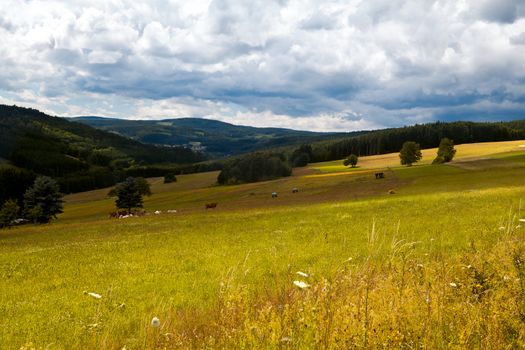 beautiful sunny summer meadows in mountains