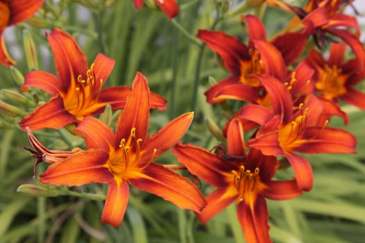 A flower bed of orange red lilies (Lilium) in full bloom.
