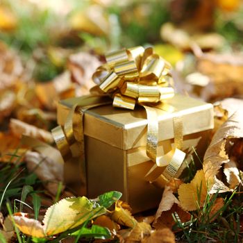 golden gift in autumn forest