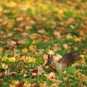squirrel jumps in the autumn forest