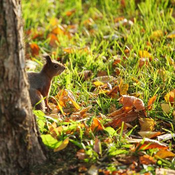 squirrel jumps in the autumn forest
