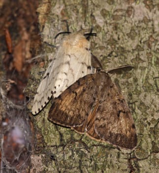 A Gypsy Moth (Lymantria dispar) pair, male (brown) and female (white) on a tree.