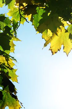 autumn leaves in the park