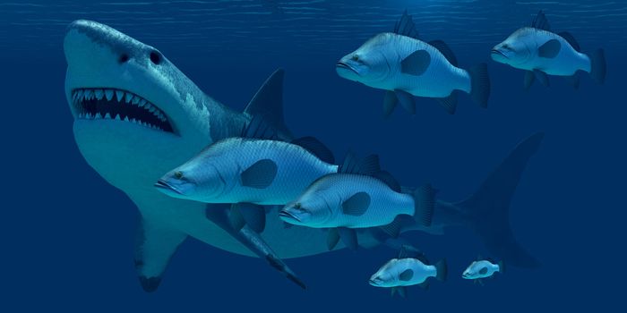 A school of ocean fish encounter a monstrous Megalodon shark in prehistoric times.