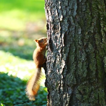 squirrel jumps in the autumn forest