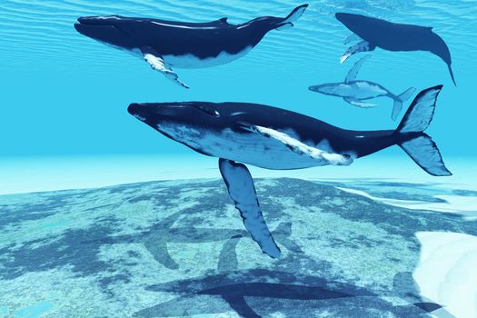 Several Humpback whales swim together on their migration route to Alaskan waters.