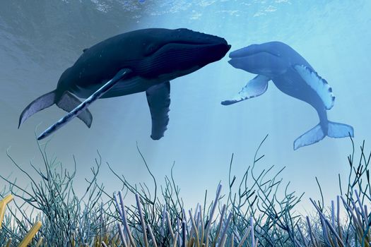 Two Humpback whales rest and sleep over a reef in shallow ocean waters.