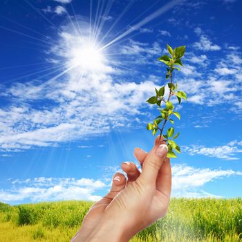 Hands holding green sprouts and sunny sky