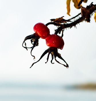 rosehip berries by the river in the rain