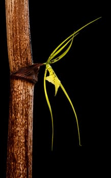 Yellow orchid on a black background isolated