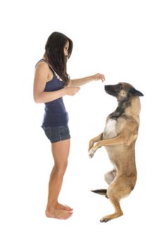 purebred belgian sheepdog malinois and girl on a white background