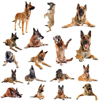 composite picture with purebred belgian sheepdgog malinois on a white background