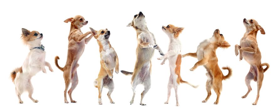 group of purebred  chihuahua standing on his hind legs 