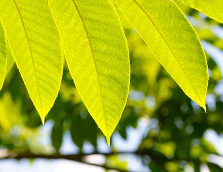 Close up of a green fresh leaves