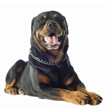 portrait of a purebred rottweiler in front of white background