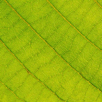 leaf close up