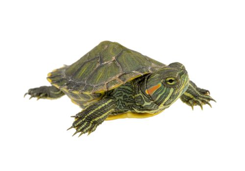 small water turtle isolated on white background