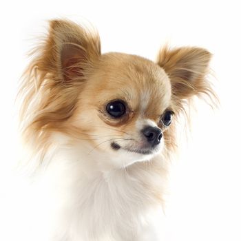 portrait of a cute purebred chihuahua in front of white background