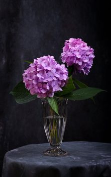 Still-Life with purple Hortensia flowers in glass vase 