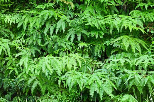 Tropical fern leaves - green background