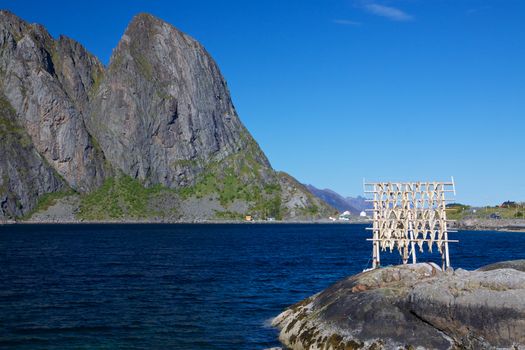 Traditional way of drying stock fish on Lofoten islands in Norway