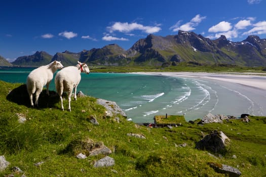 Sheep farm on picturesque Lofoten islands in Norway