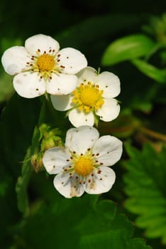 Three small strawberry blooms in the garden