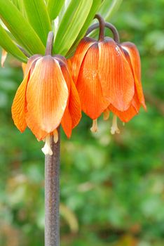 Chinese Lanterns, Physalis alkekengi blooming in the spring