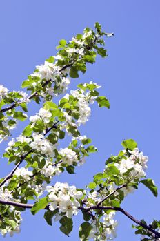 White apple tree buds and blooms in spring beauty closeup macro backdrop background.