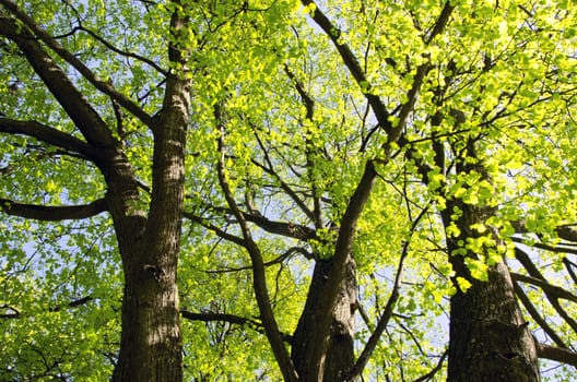 Lime tree branch leaf stem green grow in spring. Natural background of nature come to life.