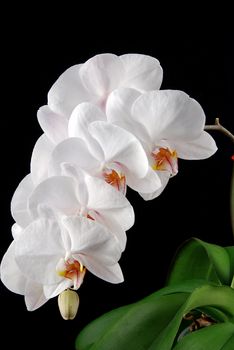 White moon orchid blooms (Phalaenopsis amabilis) with green leaves on black