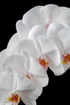 White moon orchid blooms (Phalaenopsis amabilis) with drops of water isolated on black