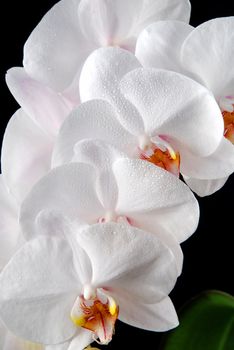White moon orchid blooms (Phalaenopsis amabilis) with green leaves on black