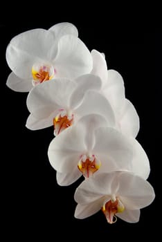 White moon orchid blooms (Phalaenopsis amabilis) with drops of water isolated on black