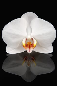 Beautiful white innocent orchid (Phalaenopsis) on a black glossy background with reflection