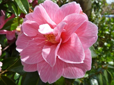 pretty pink flower 