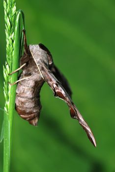 Large sphinx moth is sitting on a green stalk of grass