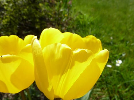 bright yellow tulips in the sun shine