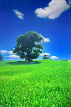 Lonely tree in the spring - with a green grass and blue sky