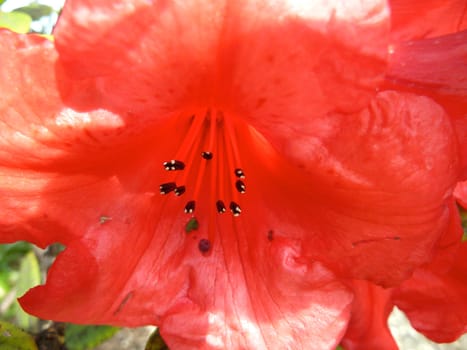 red stamen in a flower